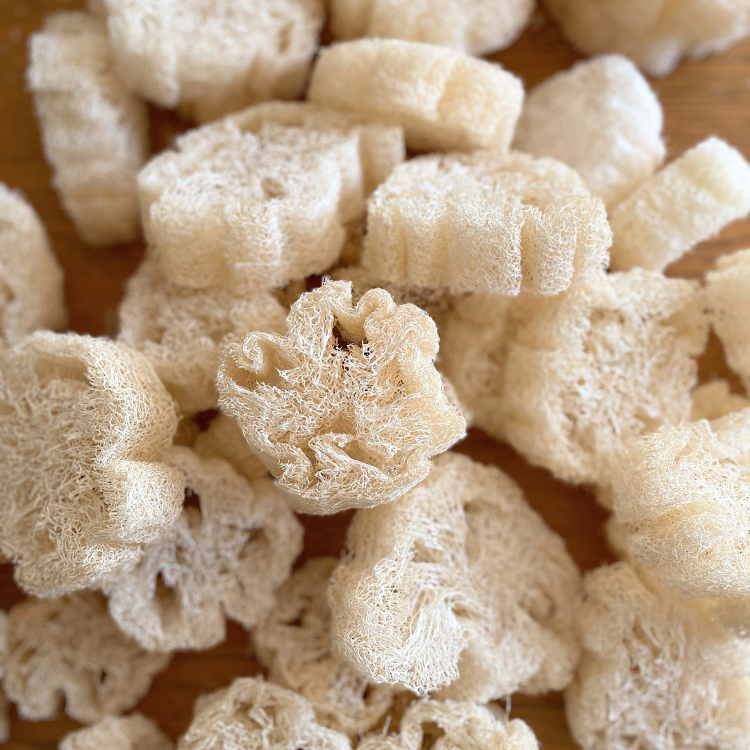 Eponge naturelle luffa pour gommage, porte savon ou fleur de douche zéro déchet et biodégradable
